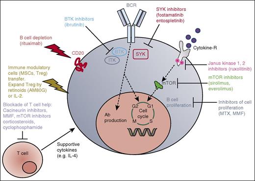 Figure 2. cGVHD. Simplified sketch showing the mode of action of multiple immunosuppressive strategies that were all developed from animal models into a clinical application for cGVHD. BCR, B-cell receptor; M, M phase; S, S phase; SYK, spleen tyrosine kinase.