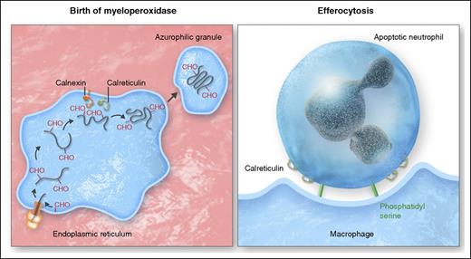 Calreticulin at the birth and death of neutrophils. (Left panel) As molecular chaperones in the endoplasmic reticulum, calnexin and calreticulin play a critical role in the productive biosynthesis of myeloperoxidase and other functionally important glycoproteins generated in neutrophil precursors in the bone marrow, with calreticulin tethered in the ER by binding to the KDEL receptor (yellow). (Right panel) At the end of its life, neutrophils rely again on calreticulin bound to the “eat me” signal phosphatidyl serine to promote efferocytosis of apoptotic neutrophils by macrophages. Professional illustration by Somersault18:24.