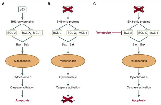 Venetoclax induces apoptosis of CLL cells independently of p53. (A) In response to DNA damage, the commonly mutated/deleted tumor suppressor p53 initiates apoptosis via the intrinsic apoptosis pathway. (B) TP53 mutation and/or deletion results in defective apoptosis in response to DNA damage and contributes to chemotherapy resistance. (C) Venetoclax inhibits BCL2, thereby inducing apoptosis of CLL cells in a mechanism that Anderson et al demonstrate to be independent of p53 expression/function in vitro and in vivo.