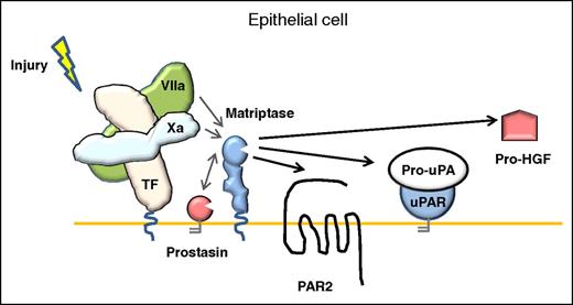 Model for coagulation signaling to epithelia. In contrast to the activation mechanism in endothelial cells, the activation of PAR-2 signaling on the surface of epithelial cells mediated by TF:FVIIa, FXa, or the ternary TF:FVIIa:FXa complex, can be amplified by the membrane-anchored serine protease matriptase. uPAR, uPA receptor.
