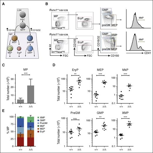 Figure 1. Runx1 deletion by Tg(vav-Cre) expression profoundly impacts the size and distribution of the MP compartment. (A) Schematic of the bi- and monopotent MPs that differentiate from the HSC/MPP compartment and can be distinguished by antigen markers.44 (B) Representative FACS analysis to detect G/M and Meg/Ery progenitors performed on BM cells isolated from mice with indicated genotype. The genotype of the isolated fractions was confirmed by polymerase chain reaction (supplemental Figure 1A). (C) Bar graph showing the average number of MPs per mouse (2 femora, 2 tibia); n = 9 per cohort. Error bars, ± standard deviation (SD). (D) Total number of MP subpopulation per mouse is depicted by a dot, n ≥ 8 per cohort; horizontal line, median; error bars, ± standard error (SE). Total absolute BM cell counts were similar (1.03 × 108 ± 0.20 × 108 vs 1.06 × 108 ± 0.20 × 108 cells/mouse for Runx1Δ/Δ versus Runx1+/+ (n = 13 per genotype). (E) Relative distribution of progenitor types for each genotype based on a minimum of 8 mice per cohort. P values for panels D and E were calculated by a unpaired Student t test; n.s., not significant; **P < .05; ***P < .01. FSC, forward scatter.