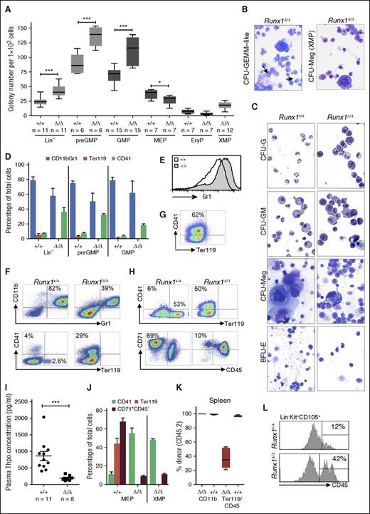 Figure 2. Runx1-deficient progenitors are impaired in their in vitro differentiation potential. (A) Two-dimensional box plots showing mean colony numbers obtained per 103 sorted progenitors. Each progenitor type was evaluated in at least 2 biological replicates (independent sorts) performed in duplicate. Horizontal line, median; box, range; whiskers, ±SD. (B-C) Cytospins of dispersed cells from the indicated colonies and genotypes. Giemsa staining; original magnification ×20. Arrow in panel B indicates immature Ery progenitors and granulocytic forms. (D) Bar graph representing FACS data for expression of lineage markers on dispersed cells derived from colony assays of indicated progenitors and genotypes. Horizontal line, median; error bars, ±SD. (E-H) FACS analysis of dispersed cells from (E) GMP, (F) pre-GM, (G) XMP, and (H) MEP methylcellulose colonies confirming impaired myeloid differentiation and Meg-skewing of Runx1Δ/Δ progenitors. (I) Thpo plasma level determined per mouse is depicted by a dot. Horizontal line, median; error bars, ±SE. (J) Bar graph representing FACS data for expression of lineage markers on dispersed cells derived from colony assays of indicated progenitors and genotypes. Horizontal line, median; error bars, ±SD. (K) Donor contribution in spleen in competitive transplantation experiment shows no impact of Runx1-deletion on myeloid contribution but a significant reduction in the contribution to Ery CD45+Ter119+ progenitors. (L) Representative FACS analysis for CD45 expression on cells within the Ery progenitor population (CD105+) in BM isolated from mice of the indicated genotype (n = 4 per cohort). P values for panels A, D, I, J, and K were calculated by an unpaired Student t test; **P < .05; ***P < .01.
