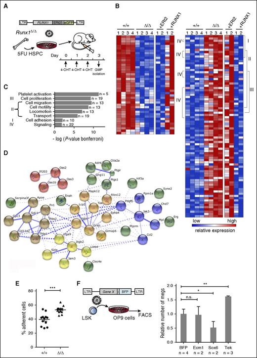 Figure 5. Rescue experiment identifies Runx1-target genes that mediate cell adhesion. (A) Experimental design of Runx1 rescue experiments used to define direct target genes. 4-OHT, 4-hydroxytamoxifen. (B) Heat maps depicting microarrays expression results from untreated GMP from Runx1Δ/Δ and Runx1+/+ mice, as well as rescue experiments analyzing transduced GMP. Left panel shows the relative expression levels for 42 genes downregulated in Runx1Δ/Δ GMPs and upregulated after tamoxifen treatment of RUNX1-transduced, but not control-transduced (ERt2), GMPs. Right panel shows 94 genes that are upregulated in Runx1Δ/Δ GMPs and downregulated after activation of RUNX1. Genes deregulated by a factor >2 (P ≤ .05) and that could be rescued by a mean factor of >1.5 are shown. Roman numerals indicate genes belonging to the GO Biological Processes indicated in panel C. (C) Biological processes (bar graph) that are enriched in the 94 upregulated genes were identified by GO analysis using the STRING database. The number of genes per class and the statistical significance is indicated. (D) Protein interactions clustered by k-means (n = 92; k = 5) to highlight interaction groups (http://string-db.org). (E) Adhesion assay of Runx1+/+ or Runx1Δ/Δ BM progenitors. Lin− cells were plated on MS-5 stromal cells and assessed for adherence after 48 hours. Shown are the results of 1 out of 2 independent experiments. Each dot represents an independent well. Horizontal line, median; error bars, ±SE. P values were calculated by a unpaired Student t test; ***P < .001. (F) Experimental design to test candidate genes that impact on Meg-skewing through adhesion interactions (left). The relative number of Megs was assessed by CD41 expression and confirmed microscopically (right). Expression levels in BFP expressing cultures were set as 1. Error bars, ±SE. P values were calculated by a unpaired Student t test; **P < .01. HPSC, hematopoietic stem and progenitor cells.