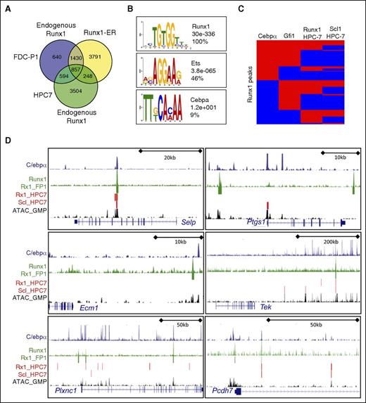 Figure 6. Runx1 binding sites in a GMP-like cell line confirm binding to Runx1 target genes that are downregulated in its absence. (A) Venn diagram showing overlap (±150 bp from peak summit) of binding sites obtained from experiments using either the GMP-like FDC-P1 cells or the HSC/MPP-like HPC7 cells.29 Differences in the binding sites between endogenous and RUNX1-ER may represent alternative binding of the fusion protein and/or higher expression levels. (B) Consensus sequences within 75 bp of the Runx1-peak summits identified by de novo motif discovery. The frequency of the observed motif in randomly selected Runx1 peaks (n = 500) and the calculated E-values are given. (C) Hierarchical clustering of the shared Runx1 peaks identified in FDC-P1 cells based on overlapping occupancy patterns with peaks identified for C/ebpα (GMPs),44 Gfi1 (M/E transformed),75 and Runx1 and Scl1 (HPC7).29 Peak regions for individual TFs were set at a standard width of 300 bp. Each line corresponds to an individual Runx1-binding region where red/blue coloring indicates the presence/absence of the given TF within 152 bp of the summit. (D) Runx1-bound regions visualized as density blots (green) and peak calling (green bar) for 6 genes, which are upregulated in KOs and downregulated after re-expression of Runx1. Density blots for C/ebpα from GMPs44 (blue) and open chromatin structure in GMPs (black),28 as determined by the ATAC methodology, are shown. Called peaks for Runx1 and Scl1 from HPC7 cells25 are depicted with red bars. Exon-intron gene structures are depicted in a 5′-3′ orientation using the UCSC Genome Browser. Asterisk by Gcnt1 denotes a packed view of 3 different transcript variants, each starting at a unique first exon but with shared second and third exons (last exons depicted).