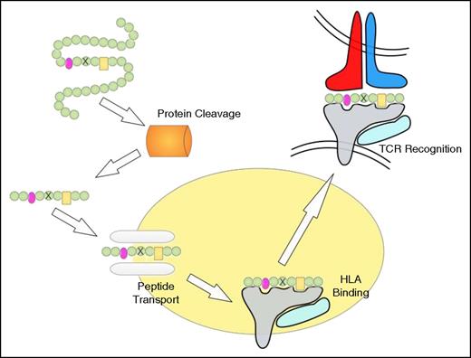 Figure 1. Peptide processing, HLA binding, and TCR recognition. The proteasome degrades proteins to produce peptide fragments, which are transported from the cytosol into the endoplasmic reticulum (ER) by the transporter associated with antigen processing (TAP) complex. Inside the ER, peptides bind to HLA class I molecules, which are then transported to the cell surface where the HLA/peptide structure is recognized by TCRs. The peptide residues important for HLA binding are indicated in pink and yellow, and the mutated residue is indicated by a cross. Note that the proteasome may not cleave at the appropriate position and that the mutation-containing peptide may not be transported by TAP or fail to bind to HLA.