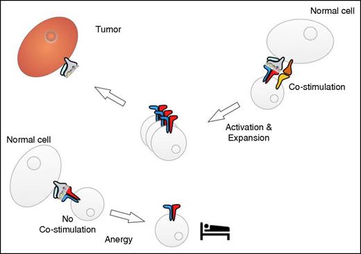 Figure 2. Interaction of tumor-reactive T cells with normal tissues. Cells in normal tissues may be able to provide costimulation, which results in T-cell activation and expansion (right). The interaction with cells that do not provide costimulation might induce a state of “sleepy” T-cell anergy (left).