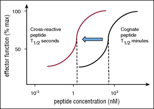 Figure 3. Risk of cross-reactivity by affinity-matured TCR. Engineered TCRs with artificially high affinity require high peptide concentration to stimulate T-cell responses (black titration curve indicates stimulation with cognate peptide). This is because of the long half-life of binding, which prevents sequential engagement of several TCRs with a single HLA/peptide ligand. Cross-reactive peptides are expected bind the same TCR with reduced affinity and binding half-life and may fall into the optimal range for sequential TCR engagement that is required for T-cell activation at low peptide concentration. Hence, the red titration curve indicates that the affinity-matured TCR is triggered by a lower concentration of cross-reactive peptide compared with cognate peptide (black curve).