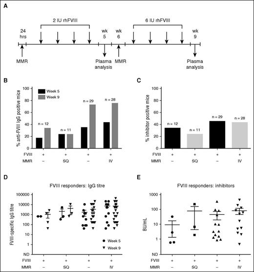Figure 1. The influence of subcutaneous and intravenous exposure to the MMR vaccine on FVIII immunogenicity. (A) HA mice were challenged with the MMR vaccine, at 10 times the standard scaled human dose, 24 hours before the first of 4 weekly infusions of 2 IU rhFVIII (∼80 IU/kg). Week 5 plasma was obtained at week 5 by retro-orbital sampling. Mice were subsequently rechallenged with the same dose of MMR vaccine followed by 4 biweekly infusions of 6 IU rhFVIII (∼240 IU/kg). Plasma samples at week 9 were obtained via cardiac puncture. (B) Incidence of FVIII-specific IgG in subcutaneous (SQ) and intravenous (IV) treatment arms at weeks 5 and 9, assessed by indirect ELISA. Total cohort sizes are indicated above the bars. (C) Incidence of FVIII inhibitors. (D) Comparison of FVIII-specific IgG titers among FVIII responders. (E) Comparison of inhibitory activity among FVIII responders. The horizontal lines and error bars represent the mean and standard error of the mean (SEM).