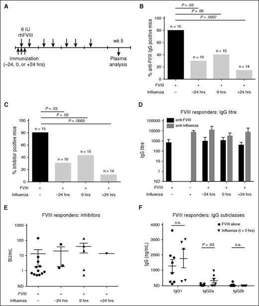 Figure 2. The effects of intramuscular immunization against influenza on FVIII immunogenicity. (A) Mice were immunized intramuscularly with a scaled standard human dose (4.8 μg/kg) within 24 hours of the first of 7 rhFVIII (6 IU, ∼240 IU/kg) infusions. Blood was collected by cardiac puncture 4 weeks later and plasma was isolated by centrifugation. (B) Incidence of FVIII-specific IgG assessed by indirect ELISA. Total cohort sizes are indicated above each bar. (C) Incidence of FVIII inhibitors. (D) Titers of influenza- and FVIII-specific IgG among FVIII responders. (E) Comparison of inhibitory activity among FVIII responders. (F) FVIII-specific IgG subclasses IgG1, IgG2a, and IgG2b among FVIII responders. The horizontal lines and error bars represent the mean and SEM. Fisher’s exact and Mann-Whitney U tests were used where appropriate. ND, not detectable; n.s., not significant.