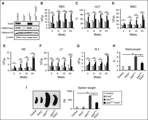 Figure 1. Deletion of Ezh2 inhibits erythropoiesis and promotes megakaryopoiesis in Jak2V617F knock-in mice. (A) The expression of Ezh2 and levels of H3K27me3 in the total BM cells of control, Ezh2−/−, Jak2VF/+, and Jak2VF/+ Ezh2−/− mice was determined by immunoblotting at 12 weeks after pI-pC injection. β-Actin was used as a loading control. (B) RBC, (C) hematocrit (HCT), (D) WBC, (E) neutrophil (NE), (F) lymphocyte (LY), and (G) platelet (PLT) counts in the peripheral blood were assessed at 4, 8, 12, and 24 weeks after pI-pC injection in control (n = 14), Ezh2−/− (n = 9), Jak2VF/+ (n = 16), and Jak2VF/+ Ezh2−/− (n = 16) mice. (H) Reticulocytes were enumerated at 12 weeks after pI-pC injection in the peripheral blood of control, Ezh2−/−, Jak2VF/+, and Jak2VF/+ Ezh2−/− mice. (I) Spleen size/weight was decreased in Jak2VF/+ Ezh2−/− mice compared with Jak2VF/+ mice, but was still significantly greater than those in control or Ezh2−/− mice (n = 5-10). One-way ANOVA was used for comparisons of all 4 groups of mice, and the Student t test was used to compare between 2 groups of mice (*P < .05; **P < .005).