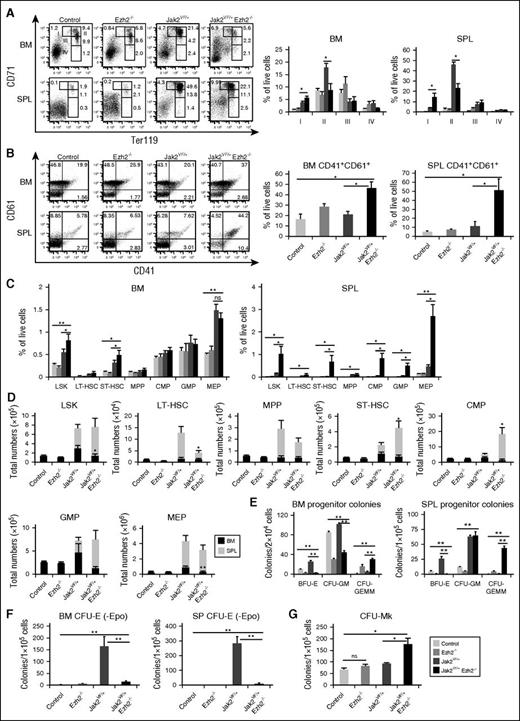 Figure 2. Effects of Ezh2 deletion on hematopoietic precursors and progenitors in mice expressing Jak2V617F. (A) Representative dot plots of flow cytometric analysis of erythroid precursors in the BM and spleens of control, Ezh2−/−, Jak2VF/+, and Jak2VF/+ Ezh2−/− mice (at 24 weeks after pI-pC injection) using surface markers CD71 and Ter119. Percentages of erythroid precursor cells at different stages of differentiation (stages I-IV, from immature to mature) are shown in bar graphs as mean ± SEM (n = 5-8). (B) Representative dot plots of flow cytometric analysis of megakaryocytic precursors in the BM and spleens of control, Ezh2−/−, Jak2VF/+, and Jak2VF/+ Ezh2−/− mice using CD41 and CD61 staining. CD41+CD61+ megakaryocytic precursors in the BM and spleens are shown in bar graphs as mean ± SEM (n = 5-8). (C) Percentages of LSKs (Lin−Sca-1+c-kit+), LT-HSCs (Lin−Sca-1+c-kit+CD34−CD135−), ST-HSCs (Lin−Sca-1+c-kit+CD34+CD135−), MPPs (Lin−Sca-1+c-kit+CD34+CD135+), CMPs (Lin−Sca-1−c-kit+CD34+FcγRII/IIlow), GMPs (Lin−Sca-1−c-kit+CD34+FcγRII/IIhigh), and MEPs (Lin−Sca-1−c-kit+CD34−FcγRII/III−) in the BM and spleens from control, Ezh2−/−, Jak2VF/+, and Jak2VF/+ Ezh2−/− at 24 weeks after pI-pC are shown in bar graphs as mean ± SEM (n = 5-12). (D) Total numbers of LSKs, LT-HSCs, ST-HSCs, MPPs, CMPs, GMPs, and MEPs in the BM and spleens are shown in bar graphs as mean ± SEM (n = 5-12). (E) BM (2 × 104) or spleen cells (1 × 105) from control, Ezh2−/−, Jak2VF/+, and Jak2VF/+ Ezh2−/− mice (n = 4-7) were plated in methylcellulose medium supplemented with cytokines. Burst-forming unit–erythroid (BFU-E), CFU-granulocyte/macrophage (CFU-GM), and CFU–granulocyte-erythroid-macrophage-megakaryocyte (CFU-GEMM) colonies were scored 7 days after plating. (F) CFU-erythroid (CFU-E) colonies. BM or spleen cells (1 × 105) from control, Ezh2−/−, Jak2VF/+, and Jak2VF/+ Ezh2−/− mice (n = 5-7) were plated in methylcellulose medium in the absence of erythropoietin. CFU-E colonies were scored after 2 days. (G) CFU-Mk colonies. BM cells (1 × 105) from control, Ezh2−/−, Jak2VF/+, and Jak2VF/+ Ezh2−/− mice (n = 5-7) were plated into collagen-based MegaCult medium supplemented with interleukin (IL)-3, IL-6, IL-11, and thrombopoietin. Megakaryocytic (CFU-Mk) colonies were assessed after culturing for 8 days. All data are shown as mean ± SEM. One-way ANOVA was used for comparisons of all 4 groups of mice, and the Student t test was used to compare between 2 groups of mice (*P < .05; **P < .005; ns, not significant).