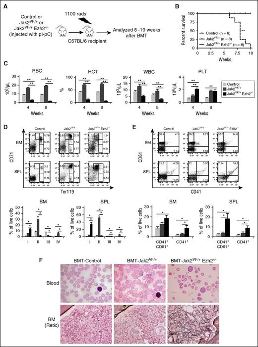 Figure 4. Effects of Ezh2 deletion on the development of MF in Jak2V617F mice are cell autonomous. (A) Experimental design for cell autonomous BMT assay. BM cells (1 × 106) were harvested from control, Jak2VF/+, and Jak2VF/+ Ezh2−/− mice at 12 weeks after pI-pC injection and transplanted into lethally irradiated wild-type C57BL/6 recipient mice. (B) Kaplan-Meier survival analysis of transplanted animals receiving bone marrow from control (n = 8), Jak2VF/+ (n = 8), and Jak2VF/+ Ezh2−/− (n = 8) mice (**P < .005 by log-rank test). (C) Peripheral blood RBC, hematocrit (HCT), WBC, and platelet (PLT) counts were measured in recipient animals receiving control (n = 8), Jak2VF/+ (n = 8), and Jak2VF/+ Ezh2−/− (n = 9) BM at 4 and 8 weeks after BMT. (D) Flow cytometric analysis of erythroid precursors using Ter119 and CD71 surface markers in the BM and spleens of recipient mice at 8 to 10 weeks after transplantation. Representative dot plots are presented (upper). Percentages of erythroid precursors (stages I-IV, from immature to mature) are shown in bar graphs (lower) as mean ± SEM (control, n = 8; Jak2VF/+, n = 8; Jak2VF/+ Ezh2−/−, n = 7). (E) Representative dot plots (upper) and bar graphs (lower) showing percentages of megakaryocytic precursors (CD41+CD61+ and CD41+) in the BM and spleens of recipient mice. The data are presented as mean ± SEM (control, n = 8; Jak2VF/+, n = 8; Jak2VF/+ Ezh2−/−, n = 7). (F) Peripheral blood smears (×1000 magnification) from the BMT control, Jak2VF/+, and Jak2VF/+ Ezh2−/− mice at 8 weeks after transplantation are shown in the upper panels. Reticulin staining of representative BM sections (×500 magnification) from control, Jak2VF/+, and Jak2VF/+ Ezh2−/− BM recipient mice at 8 weeks after BMT are shown in the bottom panels. One-way ANOVA was used for comparisons of all 3 groups of mice, and the Student t test was used to compare between 2 groups of mice (*P < .05; **P < .005).