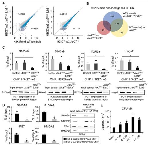 Figure 7. Derepression of genes through alterations in H3K27me3 levels by Ezh2 deletion in Jak2V617F-positive hematopoietic cells. (A) Scatter plots showing H3K27me3 enrichment in Jak2VF/+ Ezh2−/− LSK cells compared with control or Jak2VF/+ LSK. Genes with lower H3K27me3 enrichment in Jak2VF/+ Ezh2−/− LSK cells are highlighted with blue color. (B) Venn diagram showing genes with significantly more H3K27me3 enrichment in control and Jak2VF/+ LSK compared with Jak2VF/+ Ezh2−/− LSK cells, as well as genes with significantly more H3K27me3 enrichment in control compared with Jak2VF/+ LSK cells. Genes with significant H3K27me3 enrichment in the region from 5 kb upstream to 0.5 kb downstream of the transcriptional start site are detected (P < 1.0 × 10−5). (C) H3K27me3 ChIP followed by RT-qPCR showed binding of H3K27me3 in the promoters of S100a8, S100a9, Ifi27l2a, and Hmga2 genes in control and Jak2VF/+ LSK cells. Deletion of Ezh2 significantly reduced the H3K27me3 enrichment in the promoters of these genes in Jak2VF/+ Ezh2−/− LSK cells. Results from 3 independent experiments are presented as mean ± SEM in bar graphs (*P < .05). The real-time PCR products were loaded onto 2% agarose gel. Representative pictures from agarose gel are shown in the bottom panels. (D) H3K27me3 ChIP followed by RT-qPCR showed binding of H3K27me3 in the promoters of S100A8, S100A9, IFI27, and HMGA2 genes in control and EZH2 knocked down SET-2 cells. Note that knockdown of EZH2 significantly reduced the H3K27me3 enrichment in the promoters of S100A8, S100A9, IFI27, and HMGA2 in JAK2V617F-positive SET-2 cells. The real-time PCR products were loaded onto a 2% agarose gel, and the representative pictures are shown. (E) Ectopic expression of S100a8, S100a9, Ifi27l2a, or Hmga2 significantly increased CFU-Mk colonies in the BM of Jak2VF/+ mice (n = 4-5 for each construct; *P < .05).