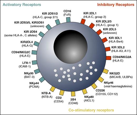 Figure 1. Overview over important activatory, inhibitory, and costimulatory NK cell receptors. NK cells integrate various signals in response to leukemic cells. The precise function of some of the receptors is not yet well known, and some activatory receptors might be costimulatory, and vice versa. Note that recent evidence suggests that NKG2D and NKp46 are co-stimulatory receptors because they are not able to induce NK cell activity on their own.4 In addition, KIR2DL4 is, to date, considered to convey activatory rather than inhibitory signals.4 Many other receptors, including cytokine, chemotactic, and adhesion molecule receptors, as well as other costimulatory receptors, are not shown. Ligands are shown in parentheses. AICL; activation-induced C-type lectin; BAT-3, HLA-B-associated transcript 3; CD16, FcRIII receptor; LFA-1, leukocyte functional antigen 1; MICA/B, MHC class I–related chain A/B; NTB, natural killer T- and B-cell antigen; PCNA, proliferating cell nuclear antigen; ULBPs, UL-16 binding proteins.