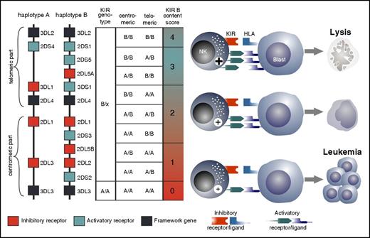 Figure 3. Defining the optimal donor. Based on the KIR haplotype A that has a fixed gene content of 6 iKIRs and 1 aKIR, and the haplotype B that has a highly variable gene content and up to 5 aKIRs, donors can be assigned either to KIR genotype A/A (ie, homozygous for A haplotypes) or to B/x (having 1 or 2 B haplotypes). The Cen and Tel regions can reassemble to form recombinant haplotypes. Genetic association studies suggest that an optimal alloreactive donor will be one with an iKIR-KIRL mismatch and who possesses multiple aKIRs (haplotype B) next to iKIRs. The KIR B content score mainly reflects the number of aKIRs, and the highest score is associated with the highest number of aKIRs. NK cells from such donors with a high KIR B content score should, in principle, exert strong alloreactive antileukemic NK cell activity, and it has been shown that transplantation with donors homozygous for Cen KIR B haplotypes is associated with the lowest level of relapse and highest overall survival.36,42,43 The KIR B content score can easily be determined by KIR genotyping. Note that the majority of haplotype B donors do not express all genes shown in the figure.