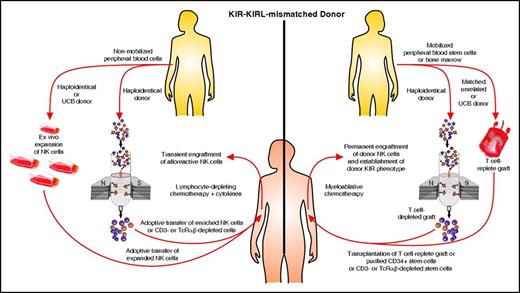 Figure 4. Two approaches for exploiting alloreactive NK cells. NK cells from a KIR-KIRL mismatched alloreactive donor or from umbilical cord blood (UCB) can be transferred directly or after ex vivo expansion after mild chemotherapy with transient NK cell proliferation. This will induce only a short-lived antileukemic effect. However, a patient can be permanently engrafted with hematopoietic stem cells from an alloreactive donor or UCB after myeloablative therapy, thus establishing a permanent donor KIR phenotype and antileukemic effect. TcRαβ, αβ T-cell receptor.