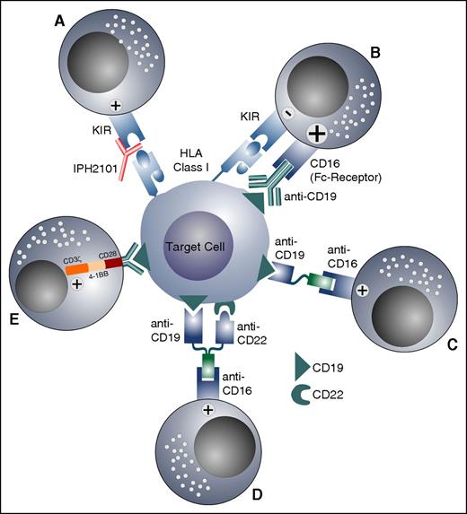 Figure 5. Strategies to overcome the KIR-KIRL-mediated inhibition of NK cells and to increase their antileukemic response. (A) KIR-KIRL interaction is blocked by a monoclonal antibody, which abolishes the inhibitory signal. (B) KIR-KIRL-mediated inhibition is overridden by the activation of the Fc-receptor (CD16), with an antibody directed against an antigen expressed on leukemic blasts. (C-D) A bispecific killer engager and a trispecific killer engager activate NK cells via the Fc-receptor against antigens expressed on leukemia cells. (E) CAR-NK cells directed against the CD19 antigen are depicted.