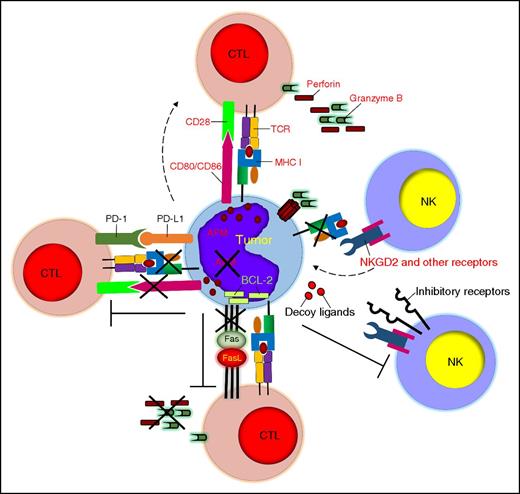 Figure 2. Tumor-defective antigen presentation and costimulation, resistance to cytolysis, and induction of immune exhaustion. Tumor cells can escape immune recognition by downregulating MHC class I molecules and costimulatory molecules and by developing defective antigen processing. Tumor cells can also resist the cytolytic effects of immune cells by overexpressing antiapoptotic molecules or inhibitory ligands. PD-L1 expression by tumor cells causes T-cell exhaustion. APM, antigen-presenting machinery.