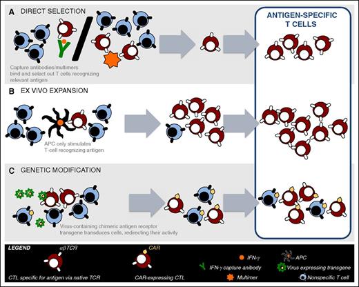 Figure 1. VST manufacturing strategies. Donor blood is drawn and PBMCs are then manipulated using different approaches for the manufacture of VSTs for clinical use. (A) Direct selection utilizes either: (1) multimers specific for a virus-derived peptide in the setting of a class-I HLA molecule, or (2) column selection where T cells are stimulated with viral antigen followed by selection of IFN-γ or CD154–expressing T cells using antibody coated immunomagnetic beads. (B) Ex vivo T-cell expansion requires the in vitro stimulation and expansion of T cells using APCs pulsed, infected, or transfected with viral peptide(s)/protein(s), viral lysate, or viral vectors/plasmids, respectively. (C) Genetic modification requires the gene transfer of high affinity VST receptors or chimeric-antigen receptors to redirect specificity of T cells to viral targets. CAR, chimeric antigen receptor.