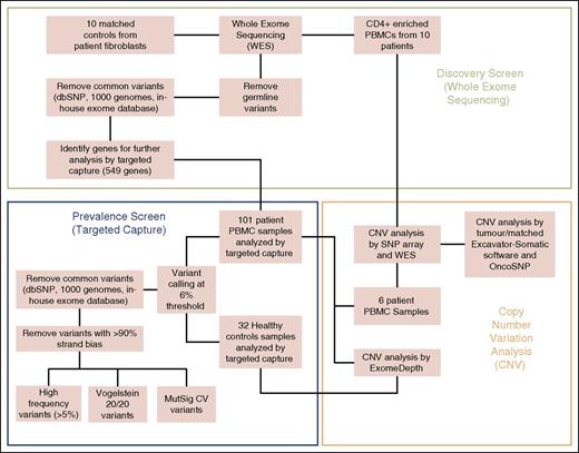 Figure 1. Workflow overview of experimental methods. Discovery screen (whole-exome sequencing), prevalence screen (targeted capture), and CNV analysis.