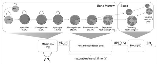Figure 1. Physiology of granulocyte turnover translated to a model. We consider mitotic neutrophil precursors as a single pool, Np (proliferating neutrophils). The Np pool consists mainly of myelocytes, promyelocytes, and myeloblasts but also contains earlier precursors. Cells in the Np population proliferate at a mean rate p. After the last mitosis, cells enter the postmitotic maturation/transit pool at a rate q. Transit neutrophils remain in the postmitotic pool for a period of 4 to 6 days,5,16,17 referred to as the transit time (Δ), before egressing from bone marrow into the blood pool. Most egressing cells are segmented neutrophils, but some cells leave as band neutrophils. In the blood, neutrophils exist both in a freely circulating pool and a marginal pool (cells retained in proximity to the endothelium). Because the circulating and marginal pool are considered to be in rapid dynamic equilibrium,7,8 we consider them a single kinetically homogeneous pool, NB. Blood neutrophils are lost from the circulation at a rate z primarily to the bone marrow, liver, and spleen.18-20 This loss is generally considered to be a random, irreversible process.5,8,17,21,22 GMP, granulocyte-monocyte progenitor cells; HSC, hematopoietic stem cell.