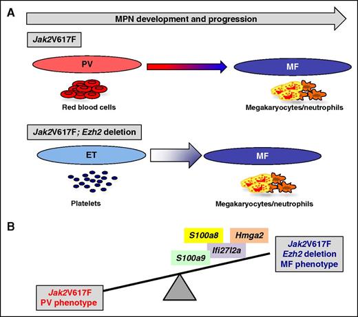 Ezh2 deletion has switched the MPN phenotype. (A) Jak2V617F knock-in mice develop a PV-like phenotype that progresses after 6 months into MF. Ezh2 deletion has switched Jak2V617F knock-in mice to an ET phenotype, quickly progressing to MF. (B) Ezh2 deletion in cooperation with Jak2V617F led to an increase in TNF-α, JNK, and IFN-α signaling, and overexpression of derepressed target genes such as S100a8, S100a9, Ifi27l2a, or Hmga2. Over-expression of these genes in Jak2V617F cells induces an MF phenotype.
