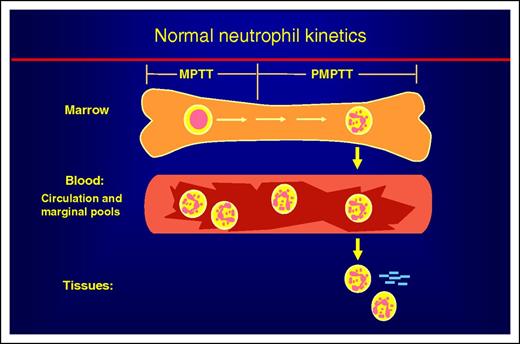 Schematic view of neutrophil kinetics. Neutrophil kinetics divides into 3 phases: marrow, blood, and tissues. In the marrow, developing neutrophils spend about half their time in the mitotic pool as myeloblasts, promyelocytes, myelocytes. The time to transit this pool is the mitotic pool transit time (MPPT). They then enter the postmitotic pool, becoming sequentially metamyelocytes, bands, and then neutrophils. The time for the neutrophil to pass through these stages is referred to as the postmitotic pool transit time (PMPTT). Neutrophils in the circulation are about equally divided between the circulating and marginal pools. Neutrophils leave the circulation and enter the tissues at inflammatory sites or become effete cells and are removed by macrophages in the spleen, marrow, and other tissues.