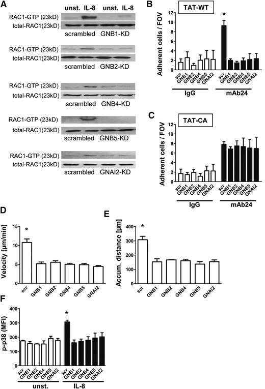 Figure 2. Knockdown of GNB isoforms significantly impairs RAC1-mediated downstream signaling. (A) Representative western blots of scrambled or shRNA-transduced HL60 cells, which were left untreated or stimulated with IL-8 (100 ng/mL), lysed, and used to pull down GTP-bound active RAC1. Total RAC1 served as loading control (n = 3 experiments). (B) Number of adherent cells per field of view in the adhesion flow chamber after pre-incubation with TAT-WT RAC or (C) TAT-CA RAC construct (n = 4 experiments). *P < .05 vs all other groups. (D-E) Chemotactic migration of HL60 cells transduced with a scrambled construct or different shRNAs (n = 3 experiments; >60 cells). *P < .05 vs all groups. (D) Migration velocity and (E) accumulated (accum.) distance toward the applied IL-8 gradient in the ibidi μ-Slide. (F) Transduced HL60 cells were left unstimulated or incubated with IL-8 (100 ng/mL, 3 minutes, 37°C), fixed, and permeabilized to stain intracellular p-p38 MAPK. Staining was analyzed by using flow cytometry (n = 3 experiments). *P < .05 vs all other groups.