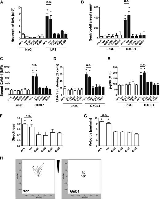 Figure 3. Knockdown of Gnb isoforms in primary neutrophils significantly abolishes chemokine-induced arrest in vivo and neutrophil migration in vitro. Retrovirally transduced hematopoietic stem cells with shRNAs against Gnb1, Gnb2, Gnb4, and Gnb5 or with a scrambled construct were transplanted into lethally irradiated WT recipients. (A) Mixed chimeric mice were exposed to nebulized saline or LPS to induce lung injury. Data indicate number of neutrophils in the BAL 24 hours after inhalation of NaCl (left panel) or LPS (right panel) (n = 3). *P < .05 vs all other groups. (B) Mixed chimeric mice were used to investigate CXCL1-induced arrest in the cremaster muscle (n = 3). *P < .05 vs all other groups. (C) Purified bone marrow–derived neutrophils were used for an ICAM-1-binding assay. During flow cytometry acquisition, cells were gated into GFP-positive (shRNA-containing) and GFP-negative (WT) cell populations and analyzed for CXCL1-induced increase of bound APC-labeled ICAM-1. Data represent MFI of APC in nontransduced and transduced cells, both unstimulated and stimulated (n = 4 experiments). *P < .05 vs all other groups. (D) Isolated PMNs from mixed chimeric mice were left untreated or were stimulated with CXCL1, fixed with paraformaldehyde (4%), and stained with anti-CD11a and AF488-labeled secondary antibody to visualize clustered LFA-1 (n = 3 experiments). *P < .05 vs all other groups. (E) Purified bone marrow–derived neutrophils were left unstimulated or incubated with CXCL1 (100 ng/mL, 3 minutes, 37°C), fixed, and permeabilized to stain intracellular p-p38 MAPK. MFI of bound AF647-labeled p38 MAPK antibody was analyzed by using flow cytometry gating into GFP-positive and GFP-negative populations (n = 3 experiments). *P < .05 vs all other groups. (F-H) Chemotactic migration of purified bone marrow–derived neutrophils of mixed chimeric mice (n = 3 experiments; >40 cells). *P < .05 vs all groups. (F) Migration directness and (G) migration velocity toward the applied CXCL1 gradient in the ibidi μ-Slide. (H) Representative migration plots of cells transduced with a scrambled construct or with an shRNA against 1 Gnb isoform. Arrow indicates applied CXCL1 gradient. no c., no construct; n.s., not significant.