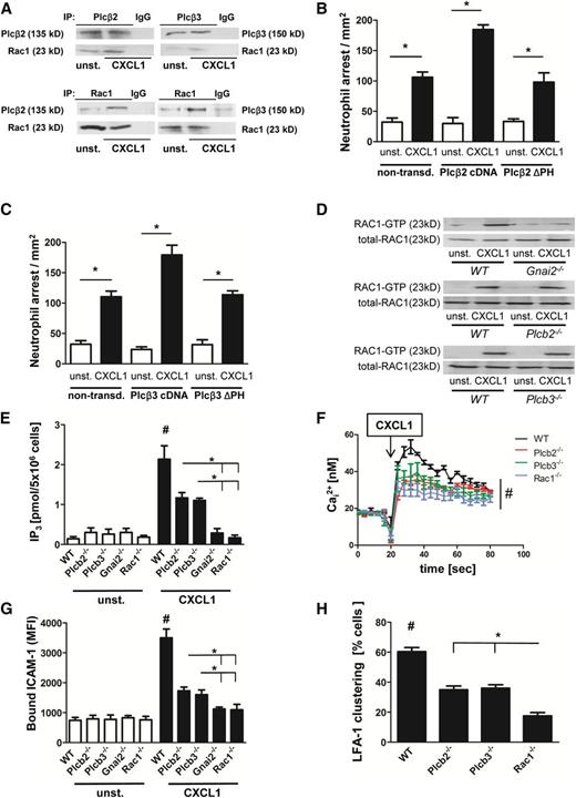 Figure 4. GPCR signaling activates Plcβ2 and Plcβ3 in a Rac1-dependent manner. (A) Co-immunoprecipitation (co-IP) of Plcβ2 or Plcβ3 with Rac1. Bone marrow–derived WT neutrophils were left untreated or were stimulated with CXCL1 (100 ng/mL, 3 minutes, 37°C), lysed, and used for precipitation with Plcβ2 or Plcβ3 antibody and were blotted and incubated with Rac1 antibody (upper panel) or (lower panel) used for precipitation with Rac1 and then blotted and incubated with Plcβ2 or Plcβ3 antibody (n = 3 experiments for both). For densitometric analysis, see supplemental Figure 4A-B. (B-C) Number of arrested cells per square millimeter after injection of 500 ng CXCL1 in cremaster muscles of mice transplanted with retrovirally transduced Plcβ-knockout (KO) bone marrow. Chemokine-induced arrest of (B) Plcβ2-KO bone marrow nontransduced (non-transd.) or transduced with Plcβ2-complementary DNA (cDNA) or Plcβ2-ΔPH and (C) Plcβ3-KO bone marrow nontransduced or transduced with Plcβ3-cDNA or Plcβ3-ΔPH. (D) Representative western blots of WT, Gnai2−/−, Plcβ2−/−, or Plcβ3−/− neutrophils, which were left untreated or stimulated with CXCL1 (100 ng/mL), lysed, and used to pull down GTP-bound active RAC1. Total RAC1 serves as loading control (n = 3 experiments). (E) Intracellular concentrations of IP3 before and after stimulating cells with CXCL1 (100 ng/mL, 3 minutes; n = 3 experiments). #P < .05 WT vs all other groups; *P < .05, Plcβ2−/− vs Gnai2−/− and Rac1−/−, and Plcβ3−/− vs Gnai2−/− and Rac1−/−. (F) Bone marrow–derived Indo-1-labeled neutrophils from WT, Plcb2−/−, Plcb3−/−, and Rac1−/− mice were investigated for intracellular calcium levels before and after stimulation with CXCL1. Arrow indicates CXCL1 treatment (100 ng/mL; n = 4 experiments). #P = .05. (G) Flow cytometry was used to analyze APC-labeled ICAM-1 binding in unstimulated or CXCL1 (100 ng/mL, 3 minutes) stimulated bone marrow–derived neutrophils (n = 3 experiments). #P < .05 WT vs all other groups; *P < .05 Plcβ2−/− vs Gnai2−/− and Rac1−/−, and Plcβ3−/− vs Gnai2−/− and Rac1−/−. (H) Percentage of clustered cells in the inflamed cremaster muscle (tumor necrosis factor-α, 2 hours; n = 4). #P < .05 WT vs all other groups. *P < .05 Plcβ2−/− vs Rac1−/−, and Plcβ3−/− vs Rac1−/−.