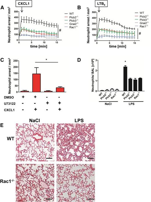 Figure 5. Plcβ and Rac1 deficiency leads to reduced chemokine arrest and protects from LPS-induced lung injury. (A-B) WT mice transplanted with WT, Plcb2−/−, Plcb3−/−, Gnai2−/−, and Rac1−/− bone marrow cells were used to determine chemokine-induced arrest in the cremaster muscle. Arrested cells were counted after injection of 500 ng (A) CXCL1 or (B) LTB4 over 15 minutes. (C) Chemokine-induced arrest of Plcb2−/− mice pretreated with dimethylsulfoxide (DMSO) or with PLC inhibitor U73122. Arrested cells were determined before and after injection of 500 ng CXCL1 (n = 3). *P < .05. (D) WT, Plcb2−/−, Plcb3−/−, or Rac1−/− mice were exposed to nebulized NaCl or LPS; 24 hours later, mice were euthanized and the bronchoalveolar fluid was collected and analyzed for neutrophil recruitment (n = 4). *P < .05 vs all other groups. (E) Representative images of hematoxylin and eosin (H&E)–stained formalin-fixed paraffin-embedded lung sections (slices 5 µm thick) from WT and Rac1−/− mice, which were exposed to nebulized saline or LPS. Images were acquired by using a Zeiss LSM510 (×20 magnification).