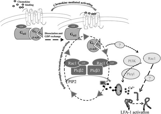 Figure 6. Schematic model of downstream signaling after GPCR activation. After chemokine binding, Gα and Gβγ subunits dissociate and GDP is exchanged for GTP. Gβ subunits, Rac1, Plcβ2, and Plcβ3 form a macromolecular complex upon activation, leading to generation of IP3 (black circles), which in turn binds to IP3-gated calcium stores leading to calcium release (black stars). Finally, activated LFA-1 upshifts to the high-affinity conformation. Dotted arrows, question marks, and molecules in light gray circles indicate potential alternative signaling pathways which might also play a role in downstream signaling leading to LFA-1 activation.