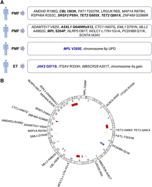 Figure 1. Overview of genetic aberrations identified in 28 patients with triple-negative ET or PMF. (A) Genetic findings from 4 of 8 studied patients, in which somatic genetic aberrations were identified using WES or microarray analysis. Somatic mutations are marked in black and germline mutations in blue. (B) Genomic overview of somatic mutations identified in 8 patients analyzed by WES and chromosomal aberrations found in 27 patients, detected with Affymetrix Genome-Wide Human SNP 6.0 microarrays. The position and size of the colored bars indicate the chromosomal aberrations. Red bars depict deletions, blue bars depict UPDs, and green bars depict gains.