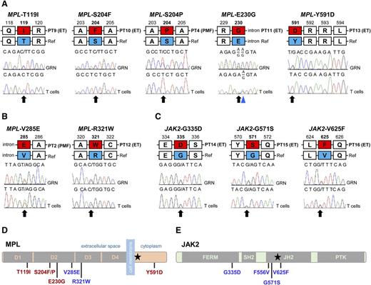 Figure 2. Mutations outside exon 10 of MPL and exons 12 and 14 of JAK2 identified in triple-negative ET and PMF. (A) Somatic mutations in MPL identified in 4 cases of ET and 1 case of PMF. A common polymorphism is marked with the blue triangle. (B) Germline mutations in MPL identified in single cases of ET and PMF. (C) Germline JAK2 mutations found in 3 cases of triple-negative ET. Red boxes in panels A-C represent the amino acid change; black arrows indicate mutated bases. GRN, granulocyte; PT, patient; Ref, reference. (D) Schematic representation of the thrombopoietin receptor and the positions of mutations identified in triple-negative ET and PMF. Somatic mutations are indicated in red. (E) Schematic representation of the JAK2 kinase and the mutations found in ET. Black stars (★) in panels D and E indicate positions of MPL-W515K and JAK2-V617F, respectively.