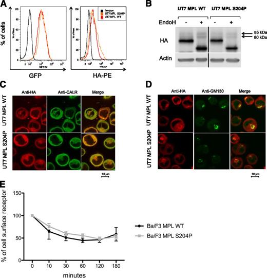 Figure 2. MPLS204P does not exhibit cellular trafficking defects. (A) MPL cell-surface expression analysis by flow cytometry. UT7 cells transduced with either the HA-tagged MPLWT or HA-tagged MPLS204P receptor were incubated with an anti-HA antibody coupled with PE. Histograms show equivalent GFP expression (left) monitoring the total MPL levels and HA-PE labeling (right) corresponding to similar cell-surface expression of MPLWT and MPLS204P. (B) Analysis of the different forms of MPL. UT7 MPLWT and MPLS204P cell extracts were treated with EndoH (500 U, overnight at 37°C) and western blot analysis was performed using anti-HA antibody. The different forms of MPL with the EndoH-resistant mature form corresponding to a 85-kDa band which is equivalent in both cell lines are shown. Samples were run on the same gel and vertical lines have been inserted to indicate a repositioned gel lane. (C) Localization of MPL in the ER and (D) in the Golgi apparatus. MPLWT and MPLS204P UT7 cells were analyzed by immunofluorescence using anti-CALR (ER marker), anti-GM130 (Golgi apparatus marker), and anti-HA (MPL detection) antibodies. (E) Internalization of the MPLWT and MPLS204P after TPO binding. These experiments were performed with Ba/F3 cells expressing either MPLWT or MPLS204P. MPL cell-surface expression was studied by flow cytometry after TPO addition. Results are means ± SD of 3 independent experiments. SD, standard deviation.