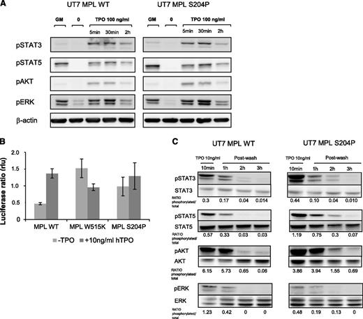Figure 4. MPLS204P is a weak gain-of-function mutant. (A) Signaling studies induced by high TPO concentration in MPLWT and MPLS204P UT7 cells. After cytokine deprivation, cells were stimulated with TPO (100 ng/mL for 5 minutes, 30 minutes, or 2 hours). The phosphorylation status of STAT3, STAT5, AKT, and ERK1/2 was examined by western blotting and results were compared with cells stimulated by GM-CSF (5 ng/mL). (B) STAT5 transcriptional activity in γ2A JAK2-deficient cells expressing MPLWT or MPLS204P. Cells were transfected with cDNAs coding for MPLWT or MPLS204P, JAK2, STAT5, and with Firefly STAT5 luciferase reporter spi-Luc and pRL-TK vectors coding for renilla luciferase. Luminescence was measured after 48 hours’ transfection. Shown are average units ± SEM of 1 representative experiment performed in triplicate of 3. (C) Persistent signaling in UT7 MPLS204P. UT7 MPLWT and UT7 MPLS204P were stimulated by TPO (10 ng/mL) for 10 minutes and subsequently washed. A 3-hour time course was performed followed with western blotting, as in previous figures. MPLWT and MPLS204P samples were run on the same gel. P-STAT5/STAT5 or P-ERK/ERK ratios are indicated after quantification by image J software.
