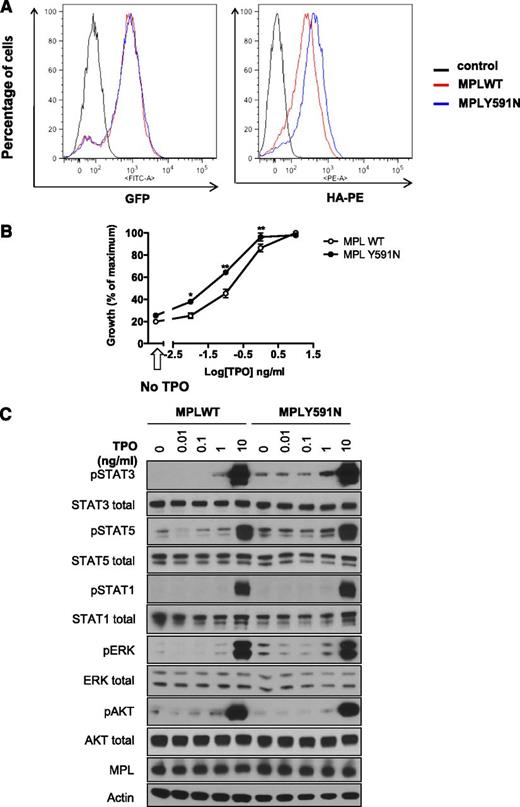 Figure 6. Analysis of the MPLY591N mutant. (A) MPL cell-surface localization in Ba/F3 cells. Ba/F3 cells expressing the bicistronic retroviral pMEGIX-IRES-GFP vector encoding HA-tagged MPLWT or MPLY591N and GFP were maintained in IL3-supplemented medium. Flow cytometry analysis was assessed and histograms show equivalent GFP expression (left) monitoring the total MPL levels and HA-PE labeling (right) corresponding to cell-surface expression of MPLWT and MPLY591N. (B) Sensitivity to TPO of Ba/F3 cells. Ba/F3-MPLWT or MPLY591N cells were cultured for 72 hours either in absence of cytokine (black arrow, x-axis) or in presence of increasing doses of TPO (0.01, 0.1, 1, and 10 ng/mL). Viable cells were quantified by WST-1 proliferation assay. Dose-response curves are means expressed in percentages of maximum growth value ± SEM (n = 3 in triplicate). Two-tailed t test; *< .05; **P < .01. (C) Signaling studies in Ba/F3-MPL cells. Ba/F3-MPLWT or MPLY591N cells were serum- and cytokine-starved for 6 hours prior to a 15-minute stimulation without or with TPO (0.01, 0.1, 1, and 10 ng/mL) as indicated. Cells were lysed and the phosphorylation status of STAT1, STAT3, STAT5, AKT, and ERK1/2 was examined by western blotting with the respective antiphospho-specific antibodies, as indicated. MPL expression was also verified. Expression of β-actin in the samples was used as loading control and was consistent with expression of total AKT, ERK1/2, and the individual STAT isoforms. Blots shown were reproduced in 3 independent experiments.
