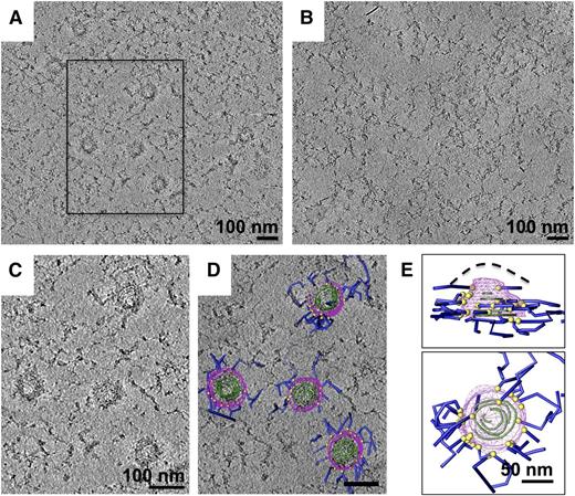 Figure 5. Knob skeletons make multiple connections to the erythrocyte cytoskeleton. (A) Schizont skeleton with knob skeletons in vitreous ice; average of 50 slices from an NAD-filtered cryotomogram. (B) Uninfected erythrocyte skeleton; average of 30 slices. (C) Enlarged view of the boxed region in (A), average of 30 slices, showing 4 knob skeletons and surrounding cytoskeleton. (D) The same region shown in (B), with superimposed model of knobs and associated material in 3-D. Spiral strands are partially traced as green tubes and the coating layer of the knob skeletons is outlined by magenta contours. Points of connection with the surrounding cytoskeletal material (dark blue tubes) are marked by yellow spheres. (E) Orthogonal views of a model of a typical knob skeleton (top right in C-D). In the side view (top), the estimated location of the cell membrane before detergent extraction, based on Figure 4, is marked by a dashed line. The outer surface of the coat layer has been rendered as a mesh (magenta).