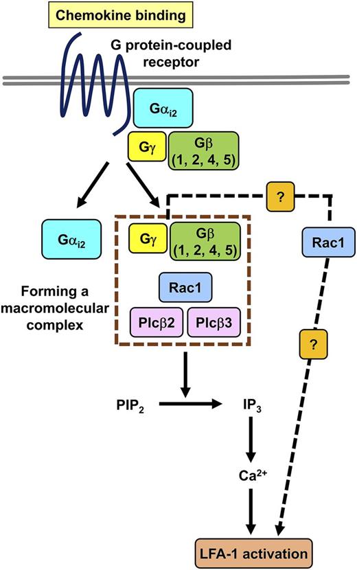 Role of the GPCR Gβ subunit isoforms in chemokine-induced signaling mechanisms leading to LFA-1 activation. Chemokine ligand binding induces the dissociation of the Gα and Gβγ subunits followed by a macromolecular complex formation between the Gβ subunits, Rac1, and Plcβ2/3. The complex initiates the release of IP3 followed by calcium signal, resulting in LFA-1 integrin activation. There might be an alternative signaling pathway (dashed line), in which Rac1 induces LFA-1 activation independently from Plcβ2/3. The figure has been adapted from Figure 6 in the article by Block et al that begins on page 314.