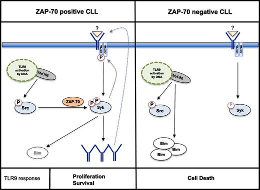 Figure 7. Proposed model of TLR9 signaling in CLL cells. Activation of TLR9 signaling through CpG ODN mediates phosphorylation of Src in both Zap-70–positive and Zap-70–negative subsets of CLL. In Zap-70–positive cells, phosphorylation of Syk in the SH2 domain (tyrosine 352) and in the kinase domain (tyrosine 525/526) fully activates Syk, which mediates the production and secretion of autoreactive IgM. Subsequently, in an autocrine feedback loop, BCR signaling further engages Syk, and the proapoptotic Bim is degraded (left). In ZAP-70–negative CLL, TLR9 signaling mediates the activation of Src and accumulation of Bim. However, the signal is not transduced to Syk (right).