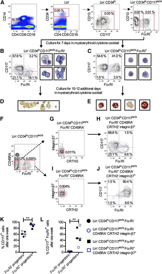 Figure 1. Primary Lin− CD34hi CD117int/hi FcεRI+ blood cells constitute mast cell progenitors. (A) Enriched mononuclear cells from blood were analyzed with flow cytometry. (B-C) Lin− CD34hi CD117int/hi FcεRI− and Lin− CD34hi CD117int/hi FcεRI+ cells were cultured in a myeloerythroid cytokine cocktail containing IL-3, IL-5, IL-6, IL-9, IL-11, FMS-like tyrosine kinase 3 ligand, stem cell factor, thrombopoietin, erythropoietin, and granulocyte macrophage–colony-stimulating factor for 7 days and analyzed with flow cytometry and May-Grünwald Giemsa staining. The results in panels B and C are representative of 3 independent experiments. The width of each photo corresponds to 50 μm. (D-E) Lin− CD34hi CD117int/hi FcεRI− and Lin− CD34hi CD117int/hi FcεRI+ cells were cultured for a total of 17 to 19 days in a myeloerythroid cytokine cocktail, and enzyme histochemical staining of tryptase activity was performed to identify tryptase-containing cells. Red/brown color indicates positive staining. The results in panels D and E are representative of 3 independent experiments. The width of the photo in panel D corresponds to 160 μm, whereas the width of each photo in panel E corresponds to 40 μm. (F-G,I) Lin− CD34hi CD117int/hi cells were analyzed with flow cytometry. Lin− CD34hi CD117int/hi FcεRI− CD45RA− CRTH2− integrin β7− (H) and Lin− CD34hi CD117int/hi FcεRI+ CD45RA− CRTH2− integrin β7+ (J) cells were sorted and cultured in a myeloerythroid cytokine cocktail for 7 days and analyzed with flow cytometry. The results in panels H and J are from 1 out of 2 independent experiments. The frequency of CD117+ cells (K) or CD117+ FcεRI+ cells (L) was analyzed after culturing subpopulations of Lin− CD34hi CD117int/hi blood progenitors in a myeloerythroid cytokine cocktail for 7 days. The median values are shown. The differences between groups were evaluated using the 2-tailed Mann-Whitney U test. **P < .01.
