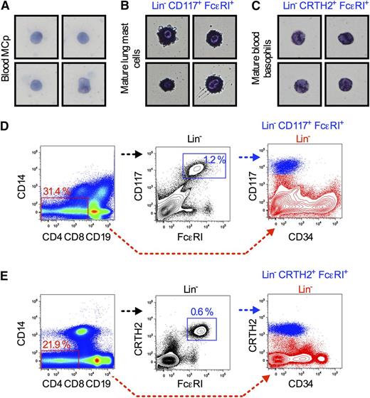 Figure 3. Primary blood mast cell progenitors have no or few granules. (A) Lin− CD34hi CD117int/hi FcεRI+ cells or Lin− CD34hi CD117int/hi FcεRI+ CD45RA− CRTH2− integrin β7+ mast cell progenitors (MCp) were sorted and stained with May-Grünwald Giemsa. (B) Sorted mature lung mast cells stained with May-Grünwald Giemsa. (C) Sorted mature blood basophils stained with May-Grünwald Giemsa. The width of each photo in panels A-C corresponds to 40 μm. (D) Gating strategy for identifying mature lung mast cells. (E) Gating strategy for identifying mature blood basophils. Mature lung mast cells and mature blood basophils were sorted in 2 independent experiments. The photos of blood mast cell progenitors were representative of cells from 4 independent experiments, where either Lin− CD34hi CD117int/hi FcεRI+ or Lin− CD34hi CD117int/hi FcεRI+ CD45RA− CRTH2− integrin β7+ cells were isolated.