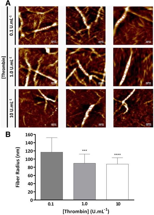 Figure 4. Thrombin effects on fibrin fiber size by atomic force microscopy. (A) Three representative atomic force microscopy images of fibrin fibers formed with human plasminogen-depleted IF-1 purified fibrinogen (1 mg/mL), 2.5 mM CaCl2, and 0.1, 1.0, and 10 U/mL thrombin. (B) Fibrin fiber radius obtained by atomic force microscopy in liquid at 0.1, 1.0, and 10 U/mL thrombin. Each image is 4 × 4 μm, the scale bar indicates 500 nm, and 5 cross sections along the fibrin fiber are shown that were used in fiber diameter calculations. The results represent the mean values ± SD; n = 25 fibers. Statistical significance, using a 1-way ANOVA, is denoted with ***P < .005 and ****P < .001 for comparison between 0.1 U/mL and the remaining thrombin concentrations.