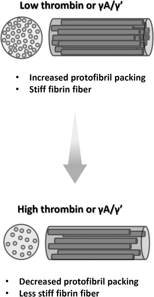 Figure 7. Schematic representation of the effects of thrombin and γ′ on hydrated fibrin fibers. Increased thrombin concentration, as well as replacement of γA/γA by γA/γ′, leads to formation of less compact fibrin fibers with lower protein density. This is associated with mechanical weakness of fibrin fibers under bloodstream shear.