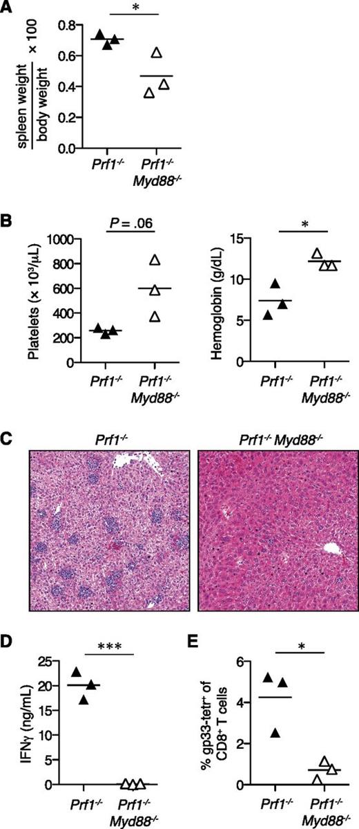 Figure 1. MyD88 is required for the development of FHL2 in mice. Prf1−/− mice (n = 3) and Prf1−/−Myd88−/− mice (n = 3) were infected with LCMV and analyzed 10 days postinfection for signs of FHL2. Representative of 3 independent experiments. Analyzed by Student 2-tailed t test. (A) Spleen weight expressed as a ratio of total body weight. (B) Platelet counts and hemoglobin levels from peripheral blood. (C) Representative hematoxylin and eosin–stained liver sections, original magnification ×100. (D) Serum IFNγ levels. (E) Frequencies of splenic LCMV-specific T cells stained with gp33 major histocompatibility complex class I tetramer (tetr). *P < .05; ***P < .001.