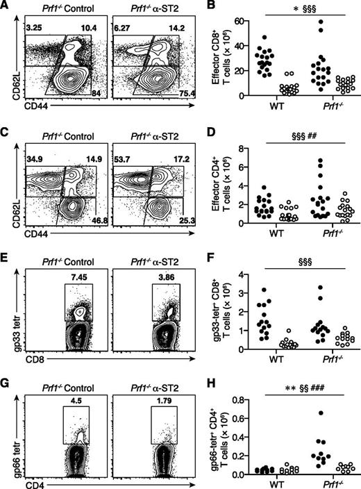 Figure 5. ST2 blockade decreases numbers of LCMV-specific effector CD8+ and CD4+ T cells in FHL2 mice. WT and Prf1−/− mice were infected with LCMV, treated with either α-ST2 antibodies (open circles) or control antibodies (closed circles), and assessed on day 8 p.i. Analyzed by linear mixed-effects model to account for baseline variability between experimental replicates: treatment and genotype were modeled as fixed effects, and experiment was treated as a random effect (eg, intercept only). The number symbol indicates significance of genotype (WT vs Prf1−/−); the paragraph symbol indicates treatment (control vs α-ST2); and the asterisk indicates interaction between genotype and treatment. Representative flow plots gated on live CD90.2+CD8+ T cells (A) or CD90.2+CD4+ T cells (C), showing effector/memory phenotyping by CD44 and CD62L expression. Numbers of splenic CD44hiCD62LloCD127lo effector CD8+ T cells (B) or CD4+ T cells (D). Data pooled from 4 independent experiments, n = 17 to 18 mice per group. (E) Representative flow plots gated on live CD90.2+CD8+ T cells, showing gp33 major histocompatibility complex (MHC) class I tetramer (tetr) staining. (F) Numbers of splenic gp33-specific CD8+ T cells (n = 13-14 mice per group, data pooled from 3 independent experiments). (G) Representative flow plots gated on live CD90.2+CD4+ T cells, showing gp66 MHC class II tetramer staining. (H) Numbers of splenic gp66-specific CD4+ T cells (n = 9-10 mice per group, data pooled from 2 independent experiments). *P < .05; §§§P < .001; ##P < .01; **P < .01; §§P < .01; ###P < .001.