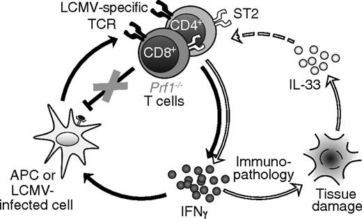 Figure 7. Proposed model of FHL pathophysiology. In the traditional paradigm (left circle, connected by black arrows), antigen-presenting cells (APCs) and LCMV-infected cells present viral antigens to LCMV-specific T cells, activating them to secrete IFNγ. IFNγ acts back on APCs to enhance their ability to present antigen, setting up a positive feedback loop. In Prf1−/− mice, T cells are unable to eliminate APCs via perforin, resulting in a loss of negative regulation that enables feed-forward amplification of inflammation. In our revised model, IL-33 signaling (right circle, connected by white arrows) further amplifies this vicious cycle. Tissue damage and cell death leads to the release of IL-33, which acts either directly or indirectly on LCMV-specific T cells to further promote their production of IFNγ. Elevated IFNγ exacerbates immunopathology, leading to further release of IL-33 from dying cells.