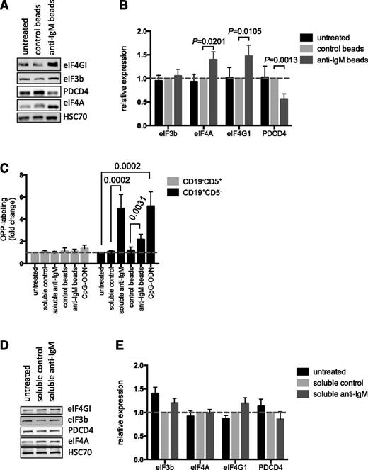 Figure 4. Effect of anti-IgM on eIF expression and comparison with normal B cells. (A-B) CLL samples (n = 12) were stimulated with anti-IgM beads or control beads, or were left untreated. After 24 hours, expression of eIF4A, eIF4GI, eIF3B, PDCD4, and HSC70 (loading control) was analyzed by immunoblotting. (A) Representative immunoblot. (B) Quantitation of multiple experiments; the graph shows normalized expression (means ± SEM) relative to control beads. Statistical comparisons between groups are shown (Student t test). (C) PBMCs from healthy donors (n = 7) were treated with soluble anti-IgM or anti-IgM beads, control antibodies, CpG-ODN2006 or left untreated for 24 hours before OPP labeling. The graphs show fold increase in OPP labeling (means ± SEM) in B (CD19+CD5–) and T cells (CD19–CD5+), with values for untreated B cells set to 1.0 for each donor. Statistical comparisons between groups are shown (Student t test). (D-E) Normal B cells (n = 5) were isolated from PBMCs by negative selection and stimulated with soluble anti-IgM or control antibody, or were left untreated as a control, for 24 hours. Expression of eIF4A, eIF4GI, eIF3B, PDCD4, and HSC70 were analyzed by immunoblotting. (D) Representative immunoblot. (E) Quantification of multiple experiments; the graph shows normalized expression (means ± SEM) relative to control beads. Statistical comparisons between groups are shown (Student t test).