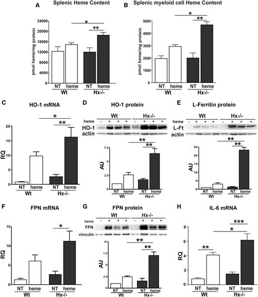 Figure 1. Hx protects macrophages from heme overload. (A-B) Heme content in the spleen and in splenic myeloid cells (CD11b+ granulocytes, monocytes, and ferromagnetic macrophages) from untreated (NT) and heme-treated (+heme) (hemin 70 μmol/kg; 1 hour after injection) wild-type (Wt) and Hx-null (Hx−/−) mice (n = 3). (C-G) HO-1, L-ferritin, and FPN mRNA and protein expression in splenic myeloid cells (granulocytes, monocytes, and macrophages) isolated from the spleen of untreated (NT) or heme-treated (hemin 70 μmol/kg; 6 hours after injection) wild-type and Hx-null mice. In C and F, HO-1 and FPN mRNA levels were analyzed by qRT-PCR (NT: n = 5; heme: n = 6). Representative western blots of HO-1, L-ferritin, and FPN are shown in D, E, and G (NT: n = 3; heme: n = 6). (H) qRT-PCR analysis of IL-6 mRNA expression in splenic myeloid cells isolated from the spleen of untreated (NT) or heme-treated wild-type and Hx-null mice (hemin 70 μmol/kg; 6 hours after injection) (untreated, NT: n = 3; heme: n = 6). Values represent mean ± SEM. *P < .05; **P < .01; ***P < .001. mRNA levels measured by qRT-PCR are expressed in relative quantity (RQ) to the untreated (NT) sample (RQ = 1); densitometric analysis is reported in arbitrary units (AUs), as the ratio to the untreated (NT) sample (AU = 1).