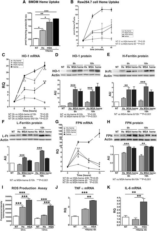 Figure 2. Hx limits heme uptake, iron loading, and the production of ROS and cytokines in BMDM and Raw264.7 cells. (A) Heme levels in BMDMs treated with 5 μM Hx-heme or HSA-heme for 30 minutes (n = 3). (B) Heme levels in Raw264.7 cells treated with Hx-heme, HSA-heme, MSA-heme, or heme alone for 15, 30, or 60 minutes (n = 3). (C-H) HO-1, H- and L-ferritin, and FPN expression in Raw264.7 cells incubated with 5 μM Hx-heme, MSA-heme, or heme alone for the indicated times. In C and G, HO-1 and FPN mRNAs were analyzed by qRT-PCR (n = 4). Representative western blots are shown in D, E, F, and H (untreated, NT: n = 3; heme: n = 9). (I) Measurement of ROS levels in Raw264.7 cells treated with 10 μM Hx-heme, HSA-heme, or heme alone (6 and 15 hours; n = 4). (J-K) qRT-PCR analysis of TNFα and IL-6 mRNA expression in Raw264.7 cells treated with 5 μM Hx-heme or HSA-heme for 4 hours (n = 6). Values represent mean ± SEM. *P < .05; **P < .01; ***P < .001. mRNA levels measured by qRT-PCR are expressed in RQ to the untreated (NT) sample (RQ = 1); densitometric analysis is reported in AU, as the ratio to the untreated (NT) sample (AU = 1).